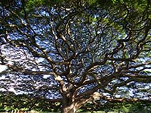 モアナルアガーデンパーク-この木なんの木-